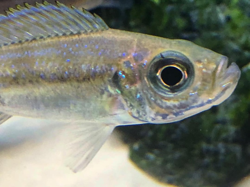 Haplotaxodon microlepis 'Kazinga'